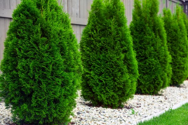 Arborvitae Planting in Midland