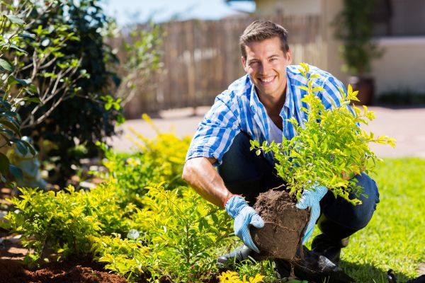Bush Planting Service in Midland