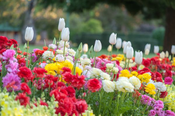 Gardening Service in Midland