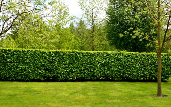 Hedge Planting in Midland