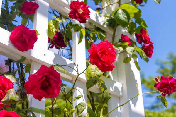 Home Gardening Service in Midland
