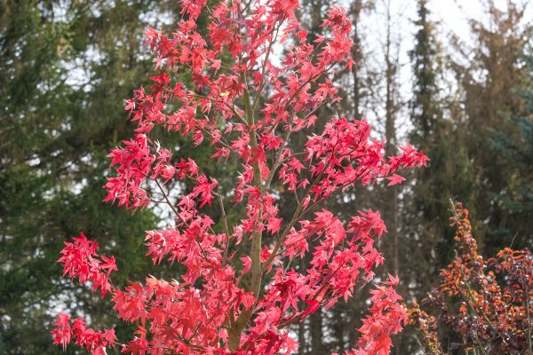 Japanese Maple Planting in Midland