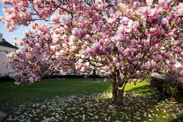 Magnolia Tree Planting in Midland