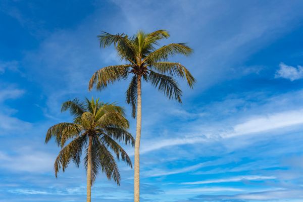 Palm Tree Planting in Midland