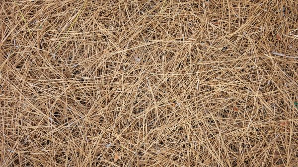 Pine Needles Delivery in Midland