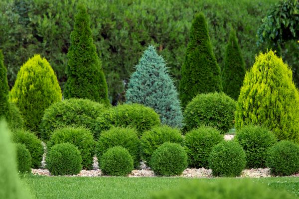 Shrub Replacement in Midland
