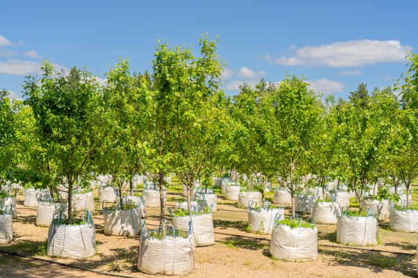 Tree Planting Service in Midland