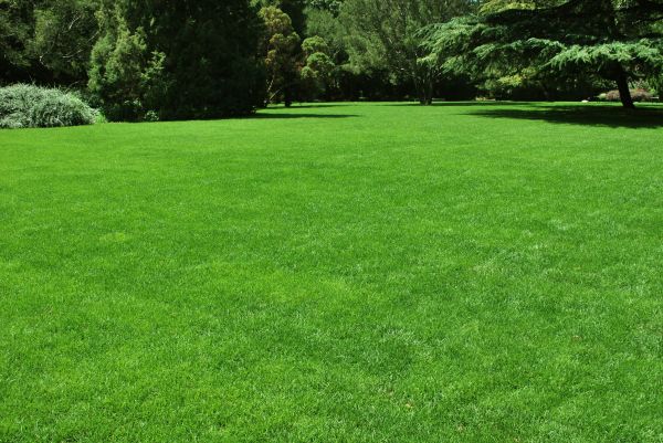 Lawn Landscaping in Midland