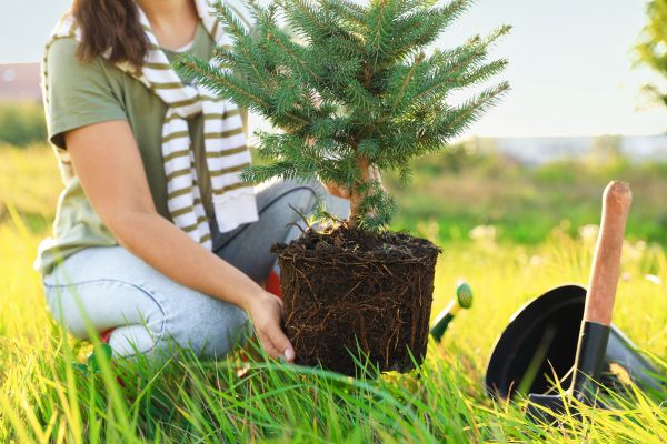Spruce Tree Planting in Midland