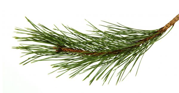 Pine Needles Installation in Midland