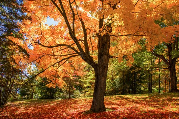 Maple Tree Planting in Midland