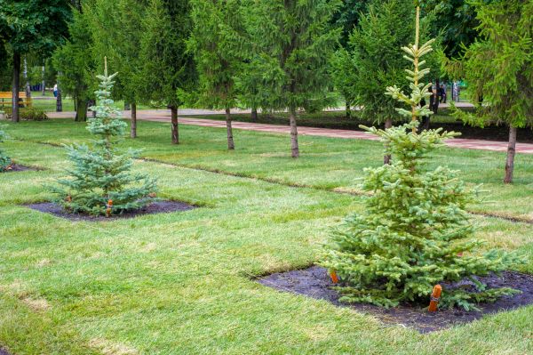 Privacy Trees Planting in Midland