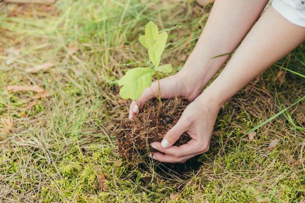 Oak Tree Planting in Midland