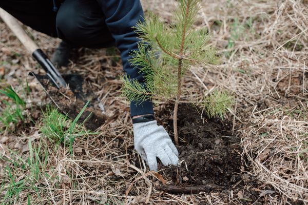 Pine Tree Planting in Midland