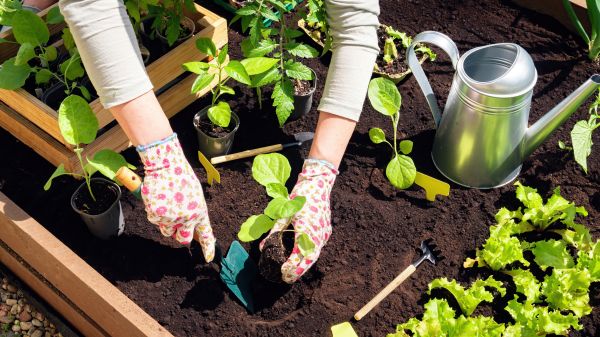 Garden Bed Installation in Midland