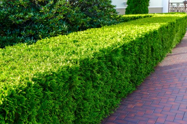 Hedge Installation in Midland