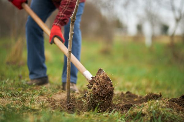 Trees Planting in Midland