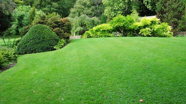 Commercial Landscape Design in Midland
