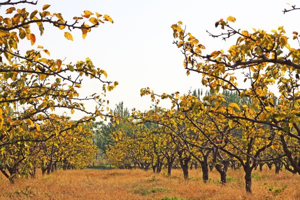 Pear Tree Planting in Midland