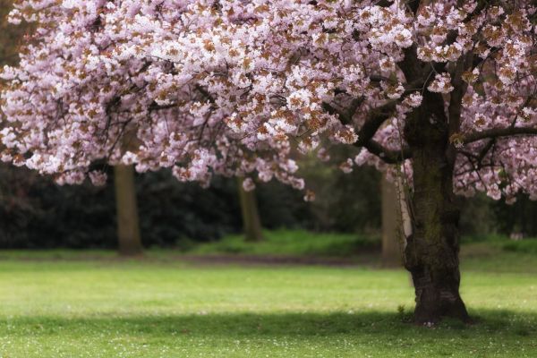 Cherry Tree Planting in Midland