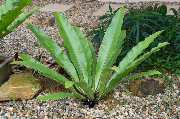 Pea Gravel Installation in Midland