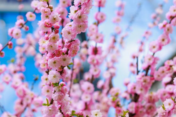 Japanese Cherry Tree Planting in Midland