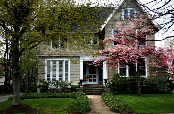Ornamental Tree Planting in Midland