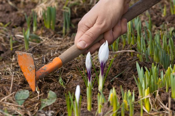 Flower Garden Weeding in Midland