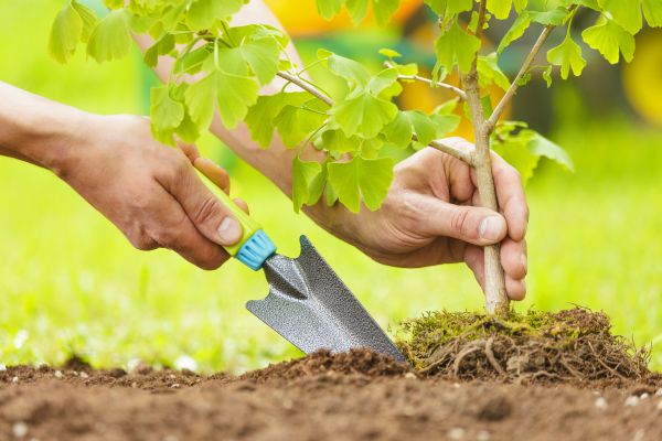 Fruit Tree Planting in Midland