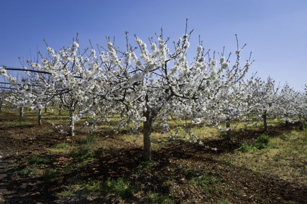 Orchard Planting in Midland