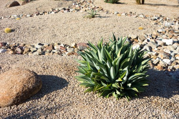 Xeriscaping Service in Midland