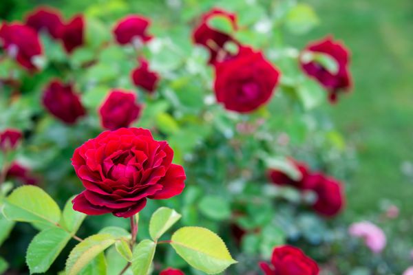 Rose Planting in Midland