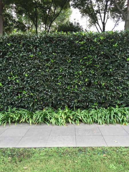 Privacy Shrub Planting in Midland