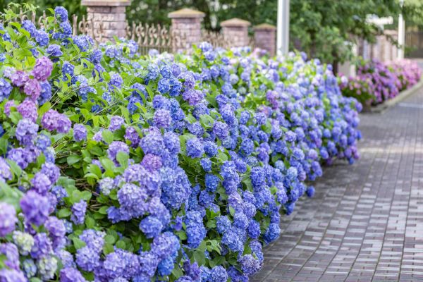 Hydrangea Landscaping in Midland