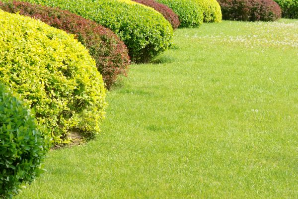 Shrubbery Planting in Midland