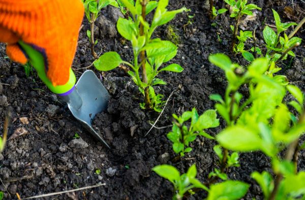 Hydrangea Planting in Midland