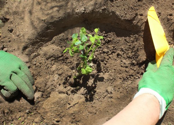 Rose Bush Planting in Midland