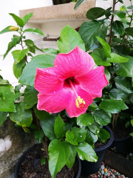 Hibiscus Planting in Midland