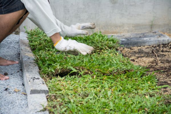 Ground Cover Planting in Midland