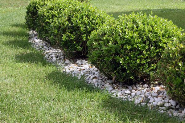 Boxwood Planting in Midland