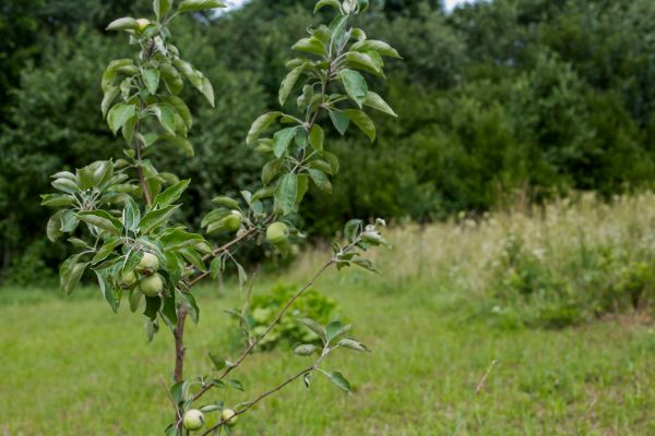 Apple Tree Planting in Midland
