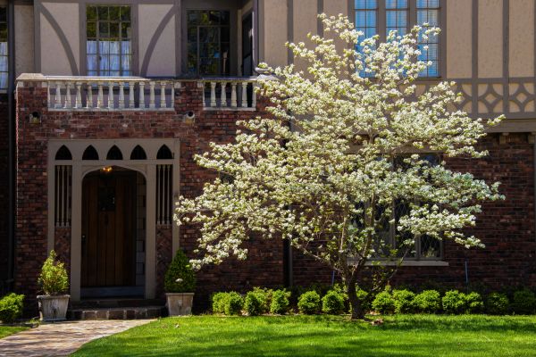Dogwood Tree Planting in Midland