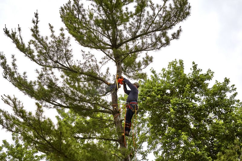 Arborist Pruning